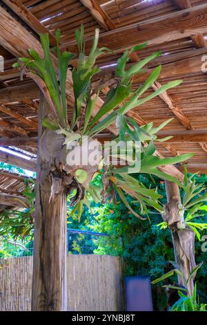 Platycerium bifurcatum cultivé, communément connu sous le nom de fougère elkhorn ou fougère corne de pierre est une espèce de plante de la famille des fougères Polypodiaceae indigène t Banque D'Images