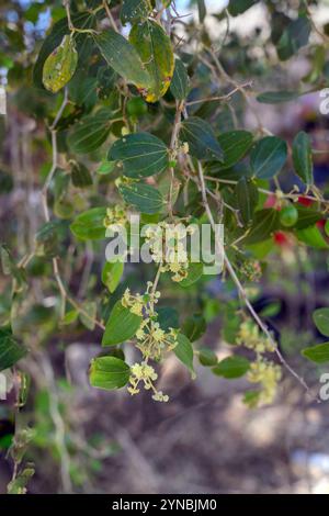 Ziziphus spina-christi, connu sous le nom de jujujube d'épine du Christ, est un arbre ou une plante à feuilles persistantes originaire du Levant, d'Afrique de l'est et de Mésopotamie. Fruit an Banque D'Images