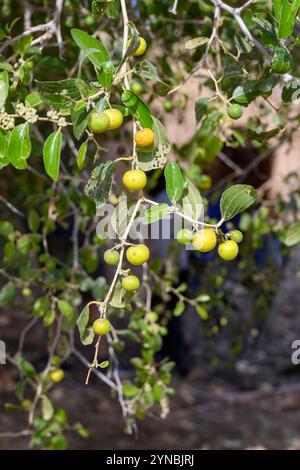 Ziziphus spina-christi, connu sous le nom de jujujube d'épine du Christ, est un arbre ou une plante à feuilles persistantes originaire du Levant, d'Afrique de l'est et de Mésopotamie. Fruit an Banque D'Images