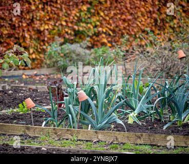 Poireaux poussant dans un lit surélevé dans un jardin, en hiver Banque D'Images