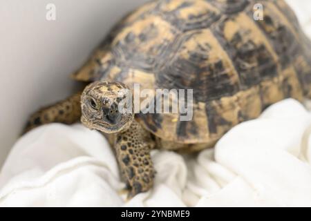 Tortue grecque hospitalisée (Testudo graeca) سلحفاة مهمازية الورك après avoir eu le pied accroché dans un fil photographié à l’hôpital israélien de la faune, Banque D'Images