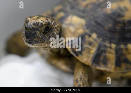 Tortue grecque hospitalisée (Testudo graeca) سلحفاة مهمازية الورك après avoir eu le pied accroché dans un fil photographié à l’hôpital israélien de la faune, Banque D'Images