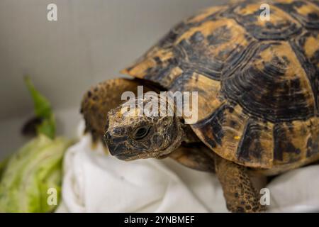 Tortue grecque hospitalisée (Testudo graeca) سلحفاة مهمازية الورك après avoir eu le pied accroché dans un fil photographié à l’hôpital israélien de la faune, Banque D'Images