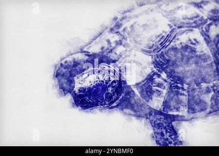 Image numériquement rehaussée d'une tortue grecque hospitalisée (Testudo graeca) سلحفاة مهمازية الورك après avoir eu son pied accroché dans un fil de fer Banque D'Images