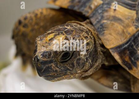 Tortue grecque hospitalisée (Testudo graeca) سلحفاة مهمازية الورك après avoir eu le pied accroché dans un fil photographié à l’hôpital israélien de la faune, Banque D'Images