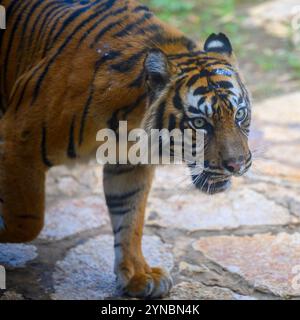 Le tigre de Sumatra Panthera tigris sondaica ببر photographié au 'Safari' Ramat Gan, Israël Banque D'Images