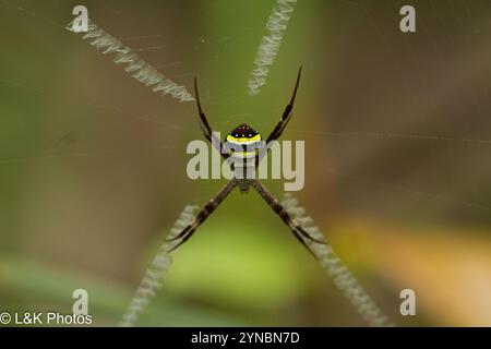 Araignée de la Croix de Saint-André du Nord (Argiope aetherea) Banque D'Images