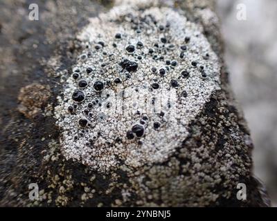 Lichen à yeux noirs (Tephromela atra) Banque D'Images