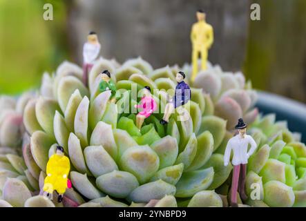 Des personnages minuscules dans une plante succulente Banque D'Images