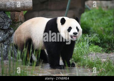 (241125) -- CHENGDU, Nov. 25, 2024 (Xinhua) -- le panda géant Xiao Qiji est photographié à la base de panda géant Shenshuping de la réserve naturelle nationale de Wolong dans la province du Sichuan, au sud-ouest de la Chine, le 16 avril 2024. Xiao Qiji, homme, est né au zoo national de Smithsonian à Washington, D.C. aux États-Unis le 21 août 2020. Uniques en Chine et adorés dans le monde entier, les pandas géants ont servi d'ambassadeurs de l'amitié qui transportent la bonne volonté du peuple chinois au-delà des frontières. Depuis les années 1990, la Chine a mené des initiatives conjointes de recherche sur la protection avec 26 institutions de 20 pays Banque D'Images