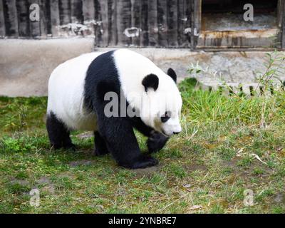 (241125) -- CHENGDU, Nov. 25, 2024 (Xinhua) -- le panda géant Xiao Liwu est photographié au parc de recherche et de conservation du panda géant de Jiawuhai dans le comté de Jiuzhaigou, dans la province du Sichuan, au sud-ouest de la Chine, 11 octobre 2024. Xiao Liwu, homme, est né au zoo de San Diego aux États-Unis le 29 juillet 2012. Uniques en Chine et adorés dans le monde entier, les pandas géants ont servi d'ambassadeurs de l'amitié qui transportent la bonne volonté du peuple chinois au-delà des frontières. Depuis les années 1990, la Chine a mené des initiatives conjointes de recherche sur la protection avec 26 institutions de 20 pays. Généralement, panda géant Banque D'Images