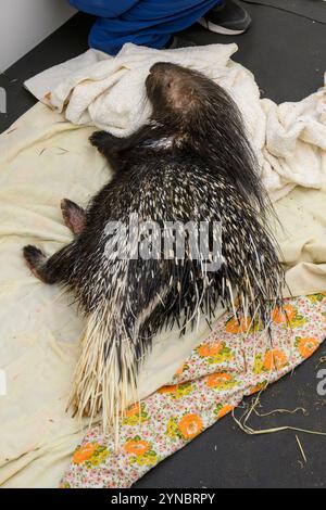 Des vétérinaires soignent un porc-épic à crête indien blessé (Hystrix indica) photographié à l'Hôpital israélien de la faune, Ramat Gan, Israël Banque D'Images