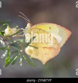 Jaune mexicain (Abaeis mexicana) Banque D'Images