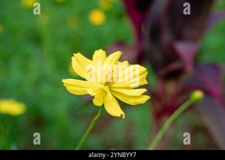 Cosmos sulphureus est une espèce de plante à fleurs de la famille des tournesols Asteraceae, également connue sous le nom de cosmos soufrés et cosmos jaunes. Mise au point sélective. Banque D'Images