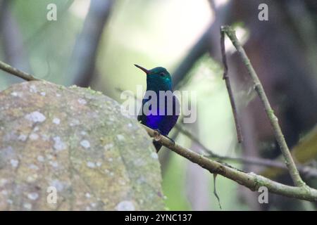 Colibri à ventre violet (Chlorestes julie) Banque D'Images