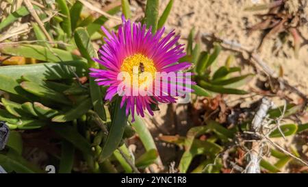 Figue de mer angulaire (Carpobrotus glaucescens) Banque D'Images