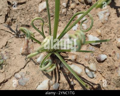 Tamarak frisé (Albuca spiralis) Banque D'Images