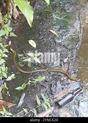 Serpent terrestre militaire (Erythrolamprus miliaris) Banque D'Images