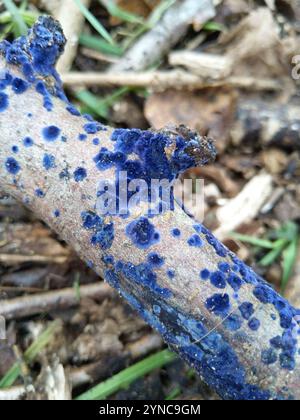 Croûte de cobalt (Terana coerulea) Banque D'Images