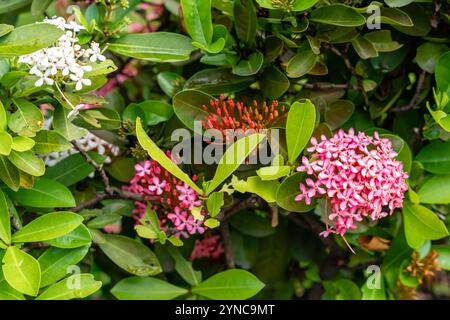 La plante de fleur de Soka ou rouge Ixora chinensis, communément connue sous le nom de pétale de fleurs chinoises d'ixora. Ixora coccinea dans le jardin. Mise au point sélective. ba flou Banque D'Images