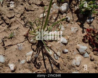 Tamarak frisé (Albuca spiralis) Banque D'Images