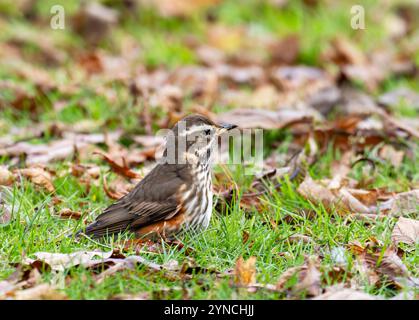 Un Redwing, Turdus iliacus à Ambleside, Lake District, Royaume-Uni. Banque D'Images