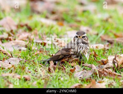 Un Redwing, Turdus iliacus à Ambleside, Lake District, Royaume-Uni. Banque D'Images