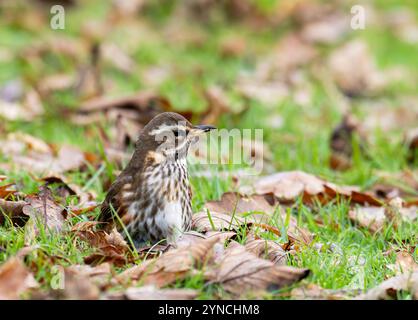 Un Redwing, Turdus iliacus à Ambleside, Lake District, Royaume-Uni. Banque D'Images