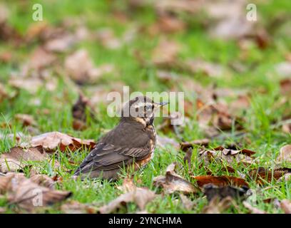 Un Redwing, Turdus iliacus à Ambleside, Lake District, Royaume-Uni. Banque D'Images