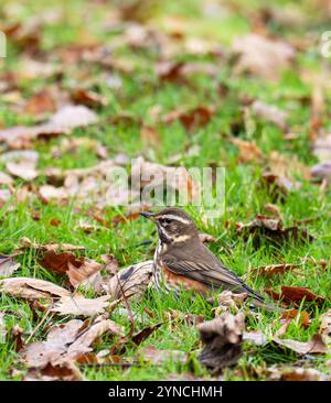 Un Redwing, Turdus iliacus à Ambleside, Lake District, Royaume-Uni. Banque D'Images