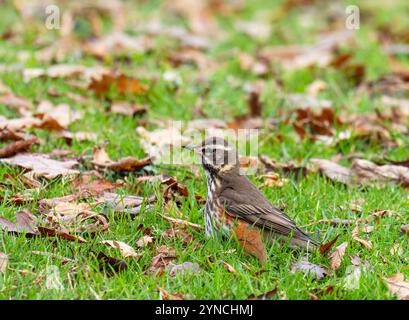 Un Redwing, Turdus iliacus à Ambleside, Lake District, Royaume-Uni. Banque D'Images