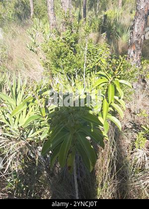 Marlberry (Ardisia escallonioides) Banque D'Images