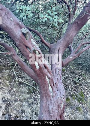 Manzanita (Arctostaphylos glauca) Banque D'Images