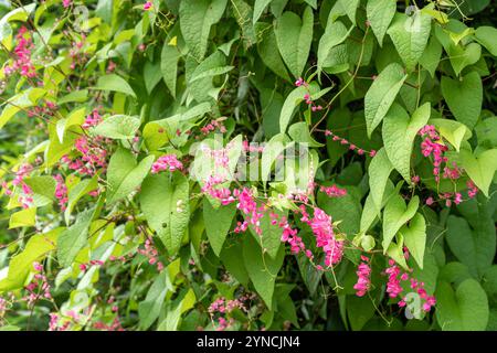 Crampon mexicain rose (Antigonon leptopus Hook.ARN.) fleurissant dans le jardin. Fleurs de vigne rose, vigne corail, crampon mexicain, Chain of Love, Honolulu Banque D'Images