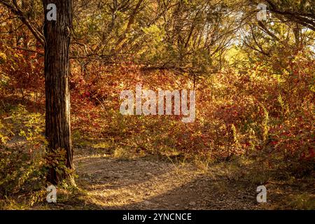 La lumière dorée du soleil filtre à travers un sentier boisé, illuminant les feuilles d'automne rouge et orange vives. Un tronc d'arbre rustique se dresse au premier plan. Banque D'Images