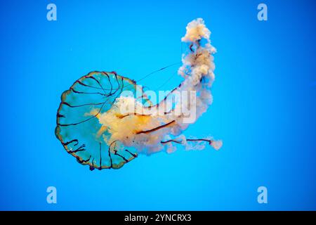 Pacific Sea Nettle Jellyfish National Aquarium Baltimore // BALTIMORE, États-Unis — Une méduse de l'ortie du Pacifique (Chrysaora fuscescens) flotte gracieusement dans son réservoir illuminé à l'exposition de l'Aquarium National 'Jellies invasion' à Baltimore, Maryland. Cette espèce frappante, avec sa cloche orange distinctive et ses longs tentacules traînants, est l'une des huit espèces de méduses présentées dans l'exposition permanente. Les réservoirs cylindriques spécialisés de l'aquarium sont conçus pour créer des courants circulaires doux qui permettent à ces créatures délicates d'afficher leurs mouvements naturels. Banque D'Images