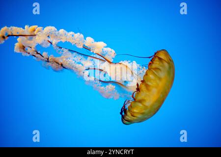 Pacific Sea Nettle Jellyfish National Aquarium Baltimore // BALTIMORE, États-Unis — Une méduse de l'ortie du Pacifique (Chrysaora fuscescens) flotte gracieusement dans son réservoir illuminé à l'exposition de l'Aquarium National 'Jellies invasion' à Baltimore, Maryland. Cette espèce frappante, avec sa cloche orange distinctive et ses longs tentacules traînants, est l'une des huit espèces de méduses présentées dans l'exposition permanente. Les réservoirs cylindriques spécialisés de l'aquarium sont conçus pour créer des courants circulaires doux qui permettent à ces créatures délicates d'afficher leurs mouvements naturels. Banque D'Images