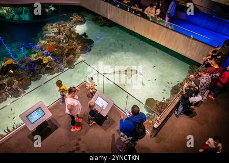 BALTIMORE, États-Unis — L'exposition Blacktip Reef à l'Aquarium national recrée un écosystème de récifs coralliens indo-pacifiques. Les requins à pointe noire (Carcharhinus melanopterus) partagent l'habitat de 260 000 gallons avec d'autres espèces vivant dans les récifs. L’exposition, qui a ouvert ses portes en 2013, propose plusieurs niveaux de visualisation permettant aux visiteurs d’observer les interactions complexes de la vie récifale. Banque D'Images