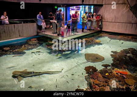 BALTIMORE, États-Unis — L'exposition Blacktip Reef à l'Aquarium national recrée un écosystème de récifs coralliens indo-pacifiques. Les requins à pointe noire (Carcharhinus melanopterus) partagent l'habitat de 260 000 gallons avec d'autres espèces vivant dans les récifs. L’exposition, qui a ouvert ses portes en 2013, propose plusieurs niveaux de visualisation permettant aux visiteurs d’observer les interactions complexes de la vie récifale. Banque D'Images