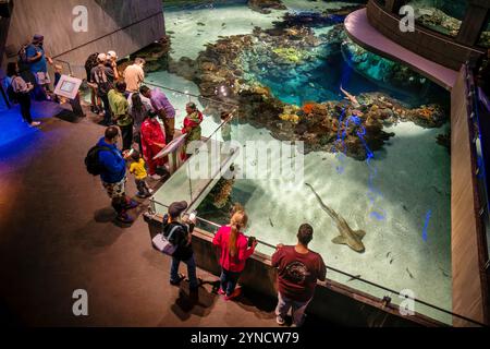 BALTIMORE, États-Unis — L'exposition Blacktip Reef à l'Aquarium national recrée un écosystème de récifs coralliens indo-pacifiques. Les requins à pointe noire (Carcharhinus melanopterus) partagent l'habitat de 260 000 gallons avec d'autres espèces vivant dans les récifs. L’exposition, qui a ouvert ses portes en 2013, propose plusieurs niveaux de visualisation permettant aux visiteurs d’observer les interactions complexes de la vie récifale. Banque D'Images