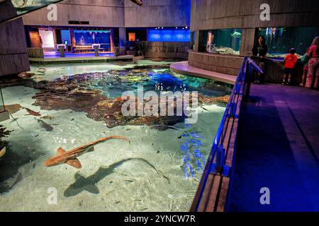 BALTIMORE, États-Unis — L'exposition Blacktip Reef à l'Aquarium national recrée un écosystème de récifs coralliens indo-pacifiques. Les requins à pointe noire (Carcharhinus melanopterus) partagent l'habitat de 260 000 gallons avec d'autres espèces vivant dans les récifs. L’exposition, qui a ouvert ses portes en 2013, propose plusieurs niveaux de visualisation permettant aux visiteurs d’observer les interactions complexes de la vie récifale. Banque D'Images