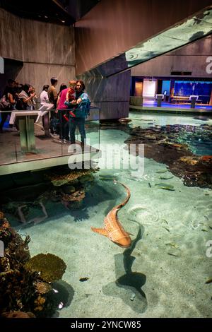 BALTIMORE, États-Unis — L'exposition Blacktip Reef à l'Aquarium national recrée un écosystème de récifs coralliens indo-pacifiques. Les requins à pointe noire (Carcharhinus melanopterus) partagent l'habitat de 260 000 gallons avec d'autres espèces vivant dans les récifs. L’exposition, qui a ouvert ses portes en 2013, propose plusieurs niveaux de visualisation permettant aux visiteurs d’observer les interactions complexes de la vie récifale. Banque D'Images