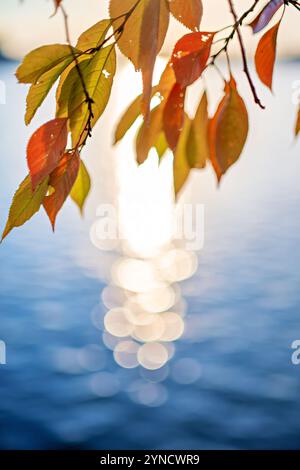 WASHINGTON DC, États-Unis — les cerisiers Yoshino affichent leurs couleurs d'automne le long du Tidal Basin. Les mêmes arbres célèbres pour leurs fleurs de cerisier printanières se transforment en brillantes nuances d'orange et de jaune à l'automne. Cette exposition saisonnière offre une perspective différente sur les célèbres cerisiers de Washington. Banque D'Images