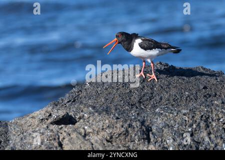 Austernfischer, Austern-Fischer, Haematopus ostralegus, Oystercatcher, Oystercatcher eurasien, Huistercapcher à pied commun, huistercapcher palaearctique, H Banque D'Images