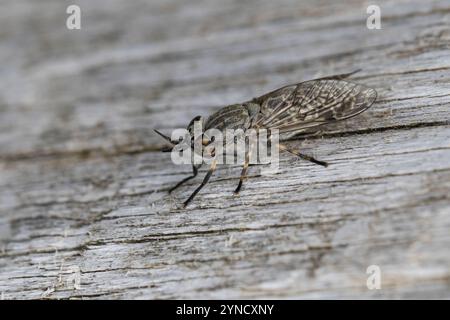 Regenbremse, Regen-Bremse, Regenbogenbremse, Regenbogen-Bremse, Blinde Fliege, Gewitterbremse, Bremse, Haematopota pluvialis, mouche commune, cheval Banque D'Images