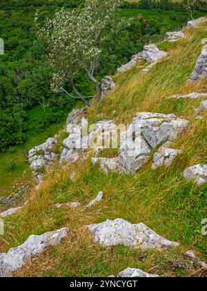 Vue sur les falaises de calcaire du carbonifère à Cheddar gorge une attraction touristique dans les collines de Mendip dans le Somerset sud-ouest de l'Angleterre Royaume-Uni Banque D'Images
