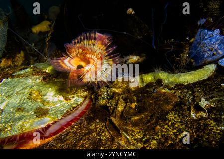 Green Falsejingle, Pododesmus macrochisma, avec Red Trumpet Calcareous Tubeworm, Shilshole Bay Marina sur Pugest Sound, Seattle, État de Washington, États-Unis Banque D'Images