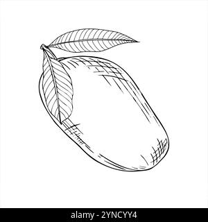 Fruit de mangue juteux monochrome avec des feuilles vecteur illustration isolée peinte par des encres noires. Nourriture végétalienne tropicale d'été gravure de croquis dessinée à la main Illustration de Vecteur