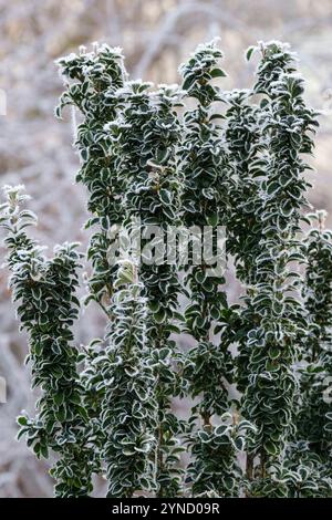 Euonymus Green Rocket, broche japonaise, givre couvert brillant, feuilles ovales en cuir vert foncé en hiver Banque D'Images