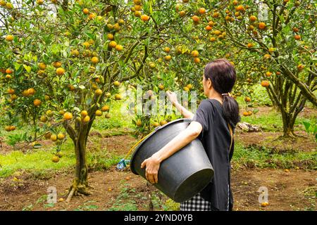 Oranges sur l'arbre prêtes pour les récoltes. Orange navel, Citrus sinensis ou connu sous le nom de 'Limau Madu' Banque D'Images